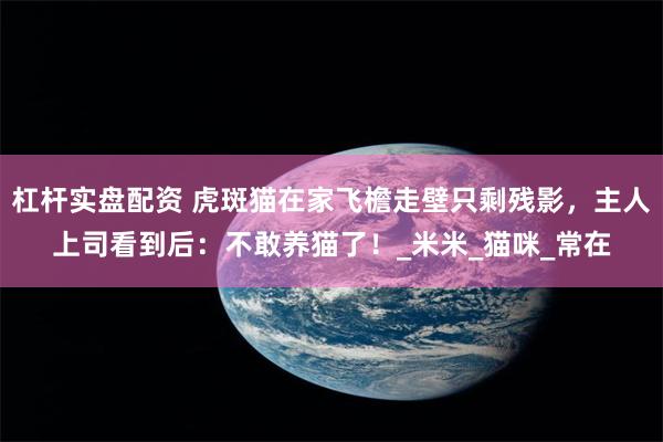 杠杆实盘配资 虎斑猫在家飞檐走壁只剩残影，主人上司看到后：不敢养猫了！_米米_猫咪_常在